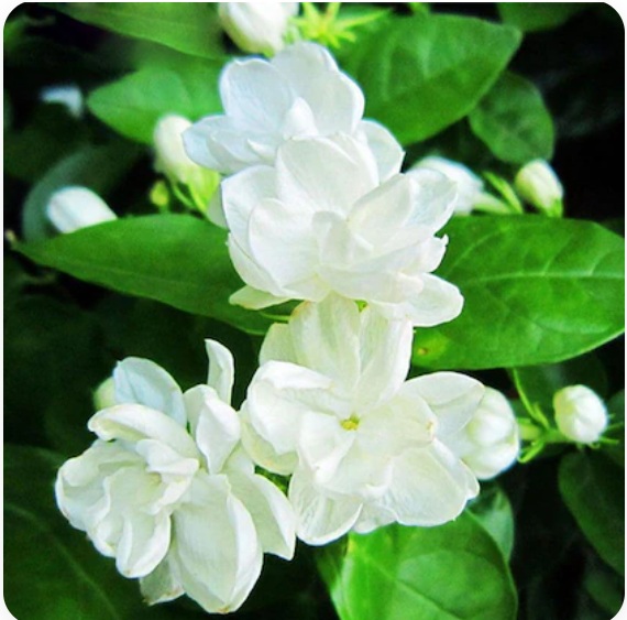 Jasmine